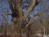 Mature Weeping Willow's Tangled Trunk, Groveland, New York