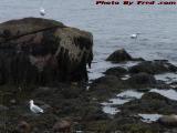 Gulls Hunting in Low Tide Seaweed, Gloucester, Mass.