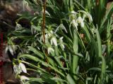Spring Blooms, Snowdrops in Morning Sun, Groveland, NY