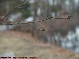 Post-Winter Branch Reaching For Spring, Peabody, Mass.
