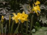 Daffodils, Prudential Center, Boston, Massachusetts