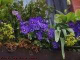 Window Box Featuring Purple Pansies, Fairfield Street
