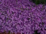 Medford in Bloom, A Bed of Purple Phlox, George Street