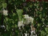 White Lilac Detail, George Street, Medford, Massachusetts