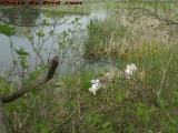 Swans Building Their Nest, Elginwood Pond, Peabody
