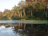 Pollen Patterns on Crystal Lake, Peabody, Massachusetts