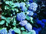 Solarized Hydrangeas, Dorchester, Massachusetts