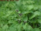 Burdock (Asteraceae Arctium) Flowers, Dell Court, Lynn