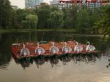 Swan Boats Moored Under Cloudy Skies, Boston Public Garden