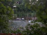 Nesting Swan Family, Crystal Lake, Peabody, Massachusetts