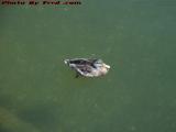 Swimming Duck, Camden, Maine