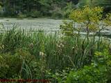 Cattails Bounding Elginwood Pond, Peabody, Massachusetts