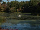 Swan Landing Perspective, Crystal Pond, Peabody, Mass.
