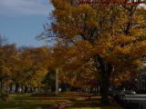 Foliage Perspective, Lynn Commons, Lynn, Massachusetts