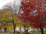 Bright Foliage Under Cloudy Skies, Lynn Commons