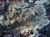Lichen Blanket, Dell Court, Lynn, Massachusetts