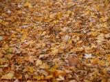 An Expanse of Fallen Leaves, Brookings Street, Medford