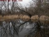 Overgrown Pond Cloudy Day Reflections, Groveland, New York