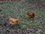 Free Range Roosters, Groveland, New York