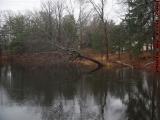 Collapsing Tree, Elginwood Pond, Peabody, Massachusetts