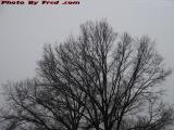 Bare Oak on Cloudy Skies, Arlington, Massachusetts