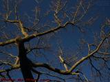 Early Morning Sun on Winter Tree, Brookings Street