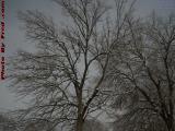 Winter Trees on Cloudy Skies, Watertown, Massachusetts