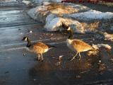 Leaving Winter Behind, Geese at Meadowglen, Medford