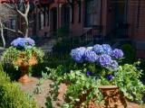 Urban Garden With Hydrangea Planters, Marlborough Street