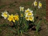 A Stand of Daffodils, Charles River Esplanade, Boston