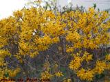 Forsythia Valiantly Trying to Brighten the Day, Medford