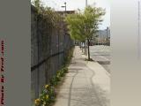 Fence Trimmed With Flowers, A Street, South Boston, Mass.