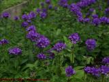 A Stand of Purple Clustered Bellflower, Dorchester, Mass.