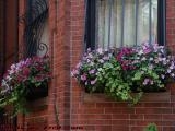 Summer Window Baskets, Fairfield Street, Boston