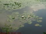Lily Pads and Blooms, Mystic River, Medford, Massachusetts