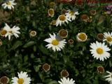 Summer Daisies, Brookings Street, Medford, Massachusetts