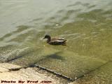 Duck Swimming in Shallow Water, Camden, Maine