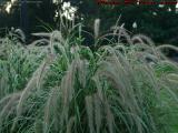 Flowering Grasses, Boston Public Garden