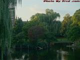 Late Day Perspective, Swan Boat Pond, Boston Public Garden