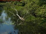 Fallen Tree Creature, Elginwood Pond, Peabody, Mass.