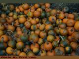 Pumpkin Pile, Chris's Farm Stand, Lake Street, Peabody