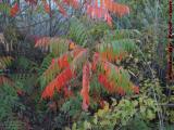 Contrasting Foliage, Mystic River Embankment, Medford