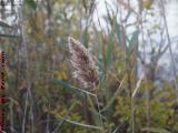 Seed Head Study, Mystic River Embankment, Medford