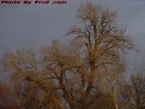 Sunset Lit Trees on Threatening Skies, Geneseo, New York