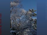 Snow Laden Branches the Morning After a Storm, Dell Court