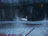 Someone Has Cold Feet, Elginwood Pond Swan, Peabody