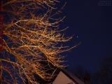 Street Lit Tree Under Clear Night Sky, Brookings Street