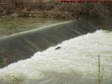 Trapped Log Floating in Dyke Creek, Wellsville, New York