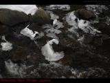 Ice Leaves, Elginwood Pond Outlet, Peabody, Massachusetts
