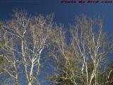 Bare Spring Trees on Blue Sky, Island Park, Wellsville